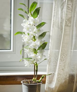 White Dendrobium nobile orchid in window