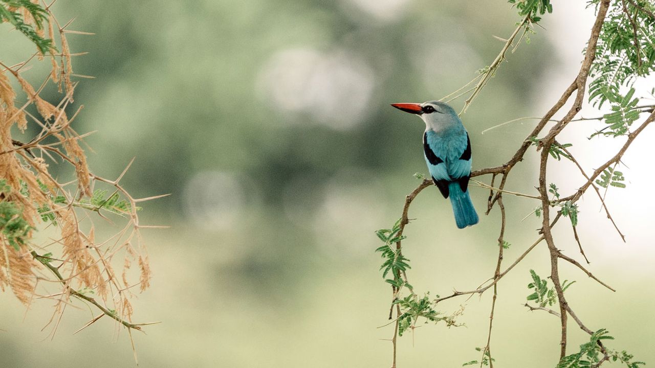 Kingfisher in Katavi National Park, Tanzania