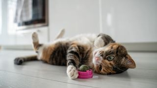 Cat lying on its back next to a ball of silvervine or catnip