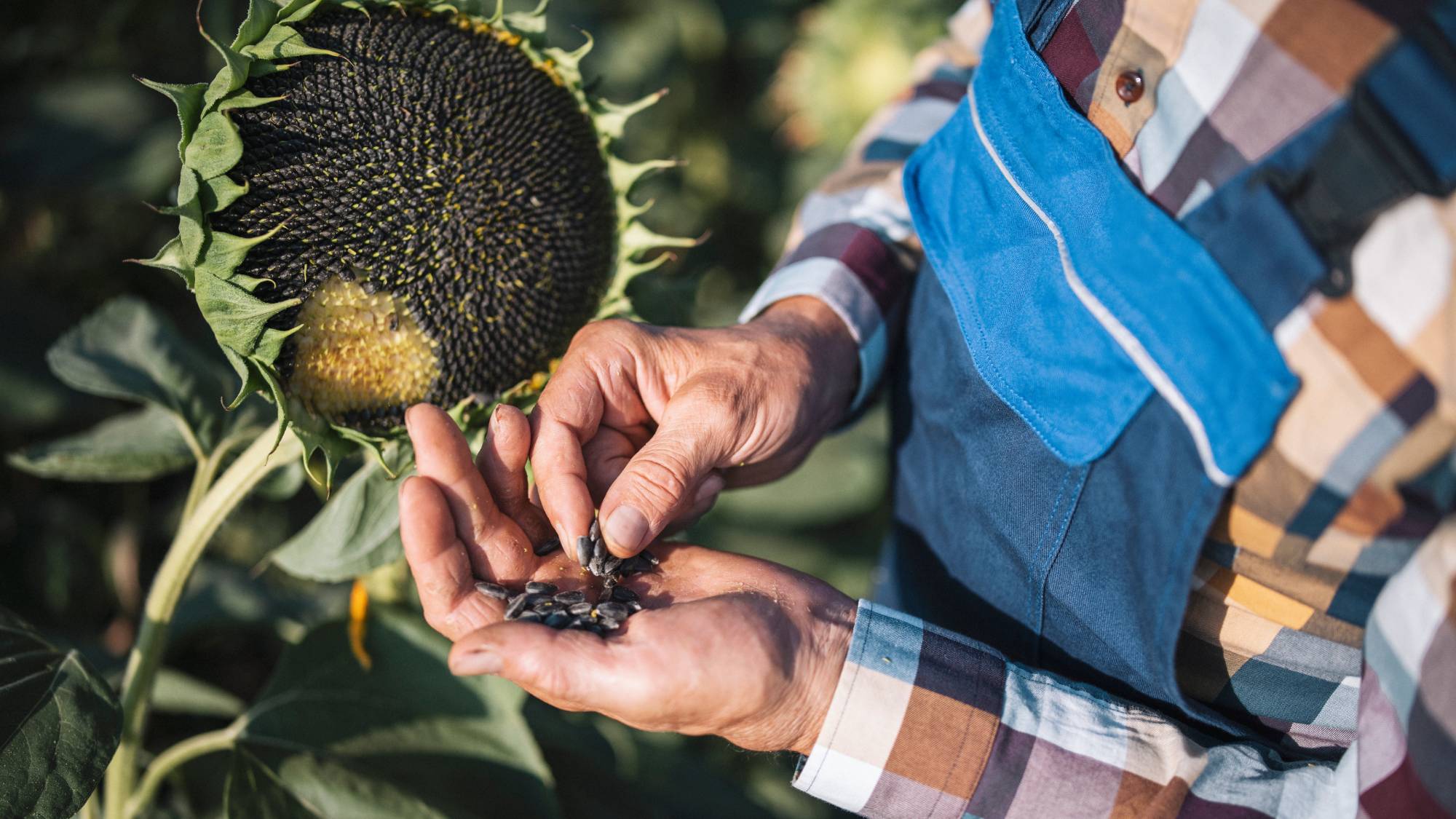 Gardener collecting and saving seeds from sunflower