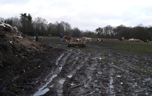 Cookie was rescued from Spindle Farm, Amersham, in January 2008