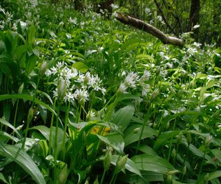 wild garlic, ramsons