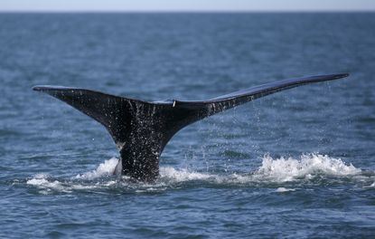 A North Atlantic right whale.