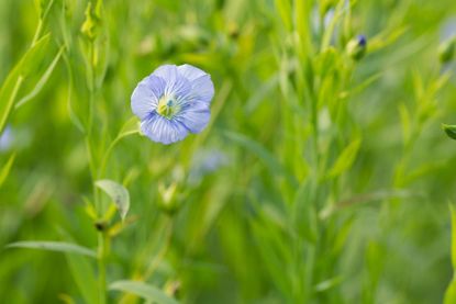 growing flaxseed