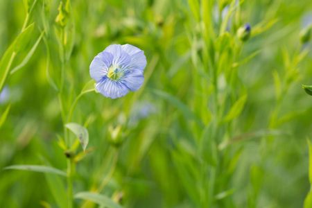 growing flaxseed