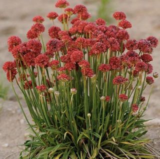 Armeria pseudarmeria Ballerina Red - Large flowered Thrift