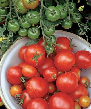 Monty Don's expert tomato growing tip, selection of tomatoes from a plant