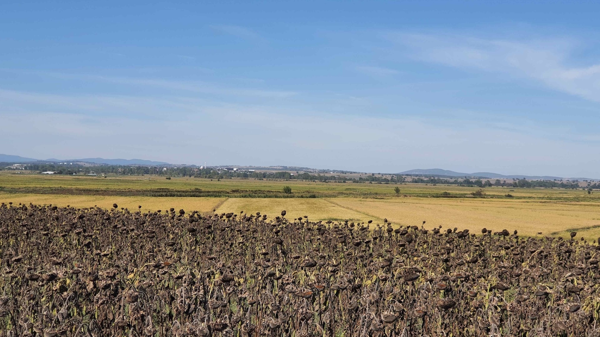 A photo of a grassy field