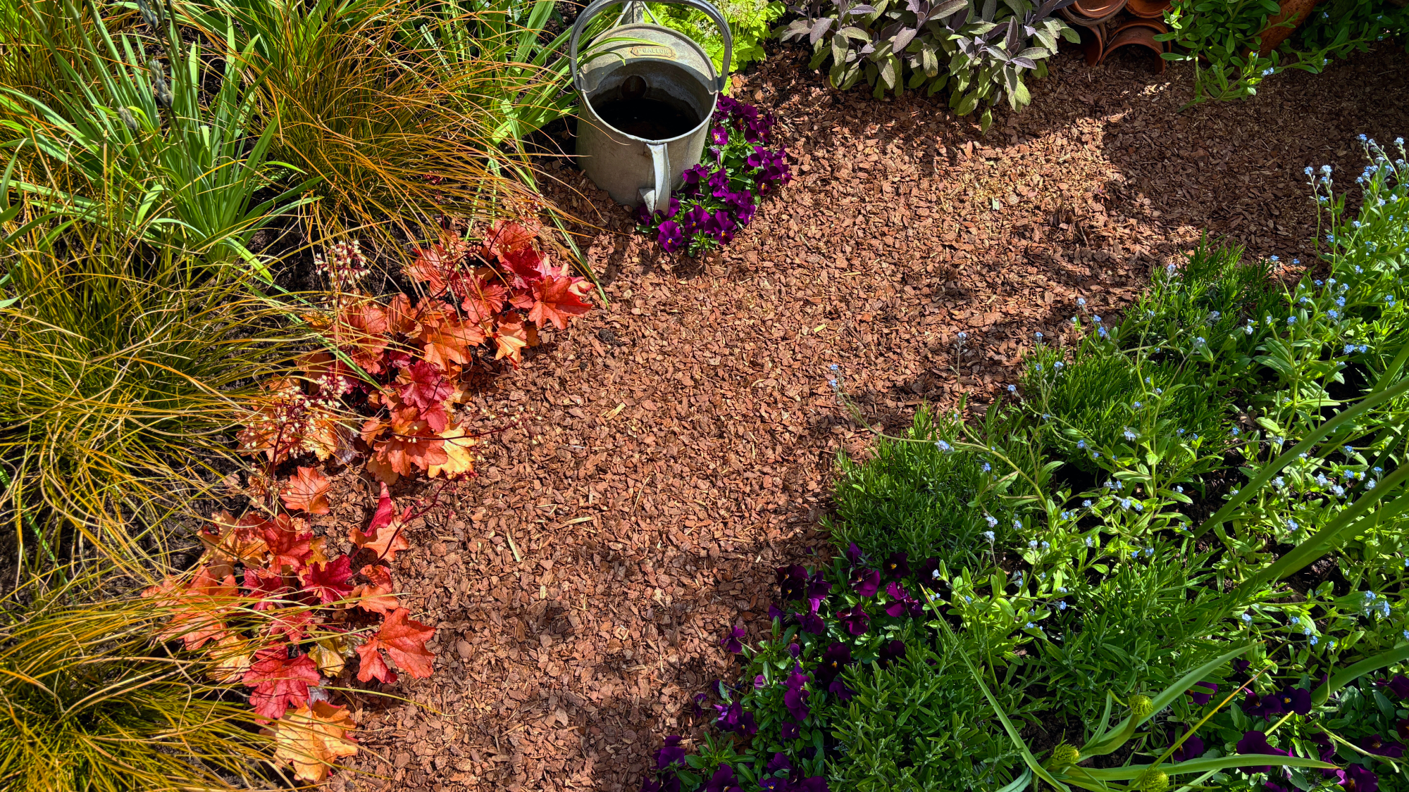 heuchera and other edging plants used to line a path
