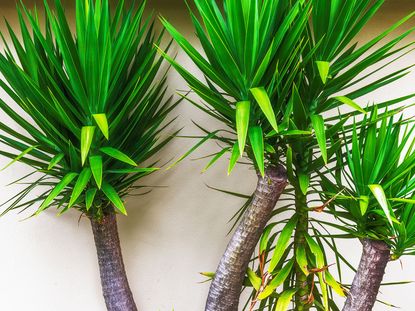 yucca plants growing in large indoor containers