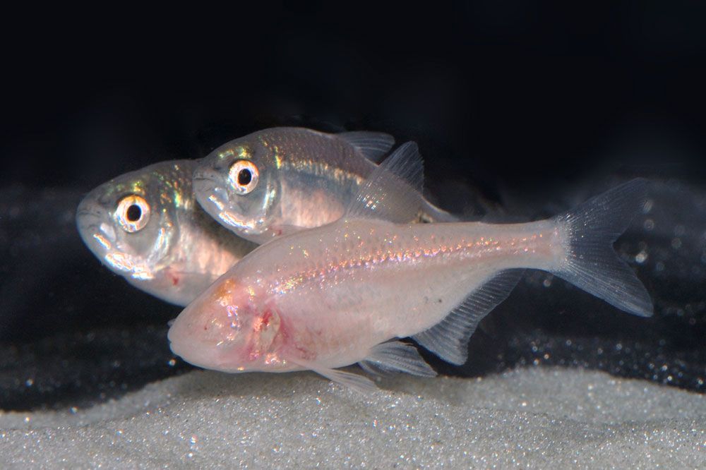 one Mexican cavefish and two Mexican tetra 