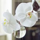 glass vase with white flower