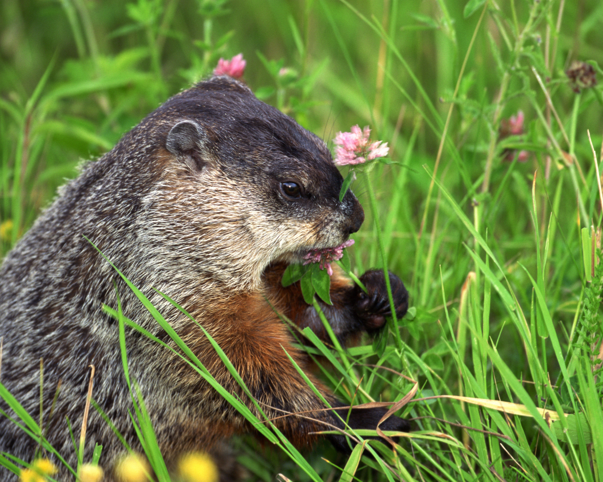 Groundhog eating clover in yard
