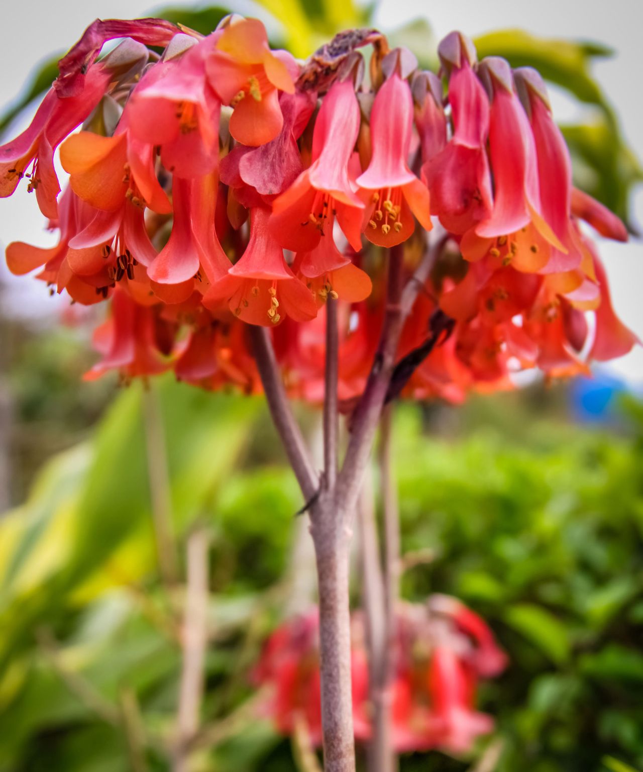 Indoor plants that flower all year round 10 expert suggestions Homes