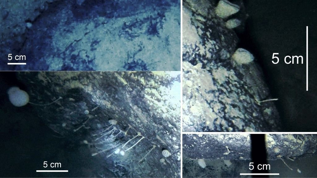 New video captures the discovery of spongy animals in the depths of Antarctic ice