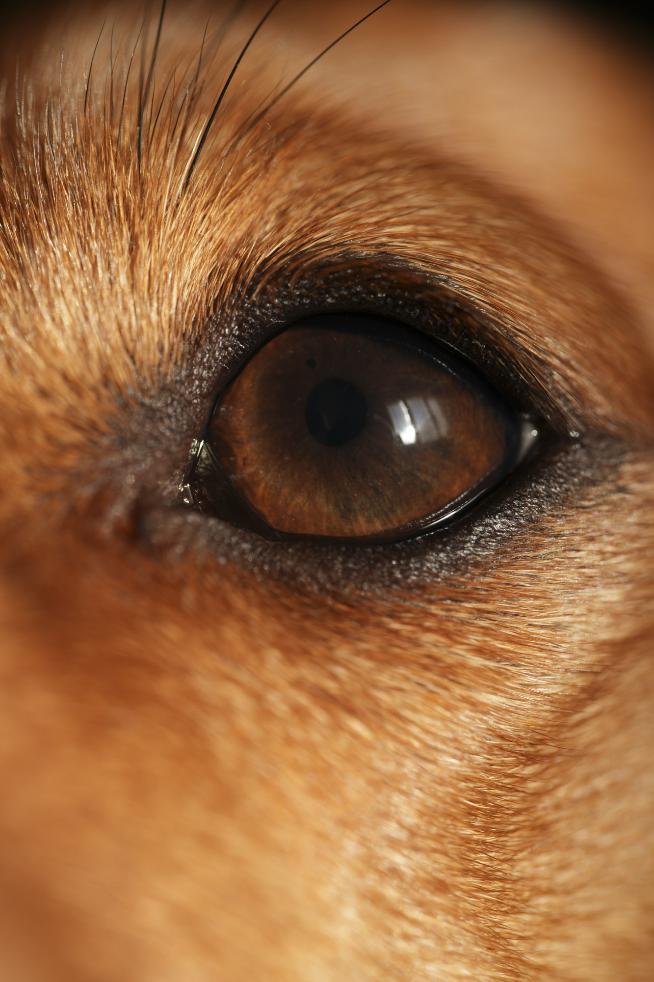 Close-up test shot of a dachshund with the Sony FE 100mm f/2.8 Macro GM OSS lens and Sony A7R IV camera body