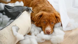 Dog sat beside chewed bed