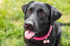 A black labrador retriever.
