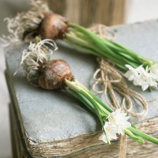 Two flower bulbs laying on a box next to some garden twine