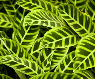 Close up of green calathea leaves