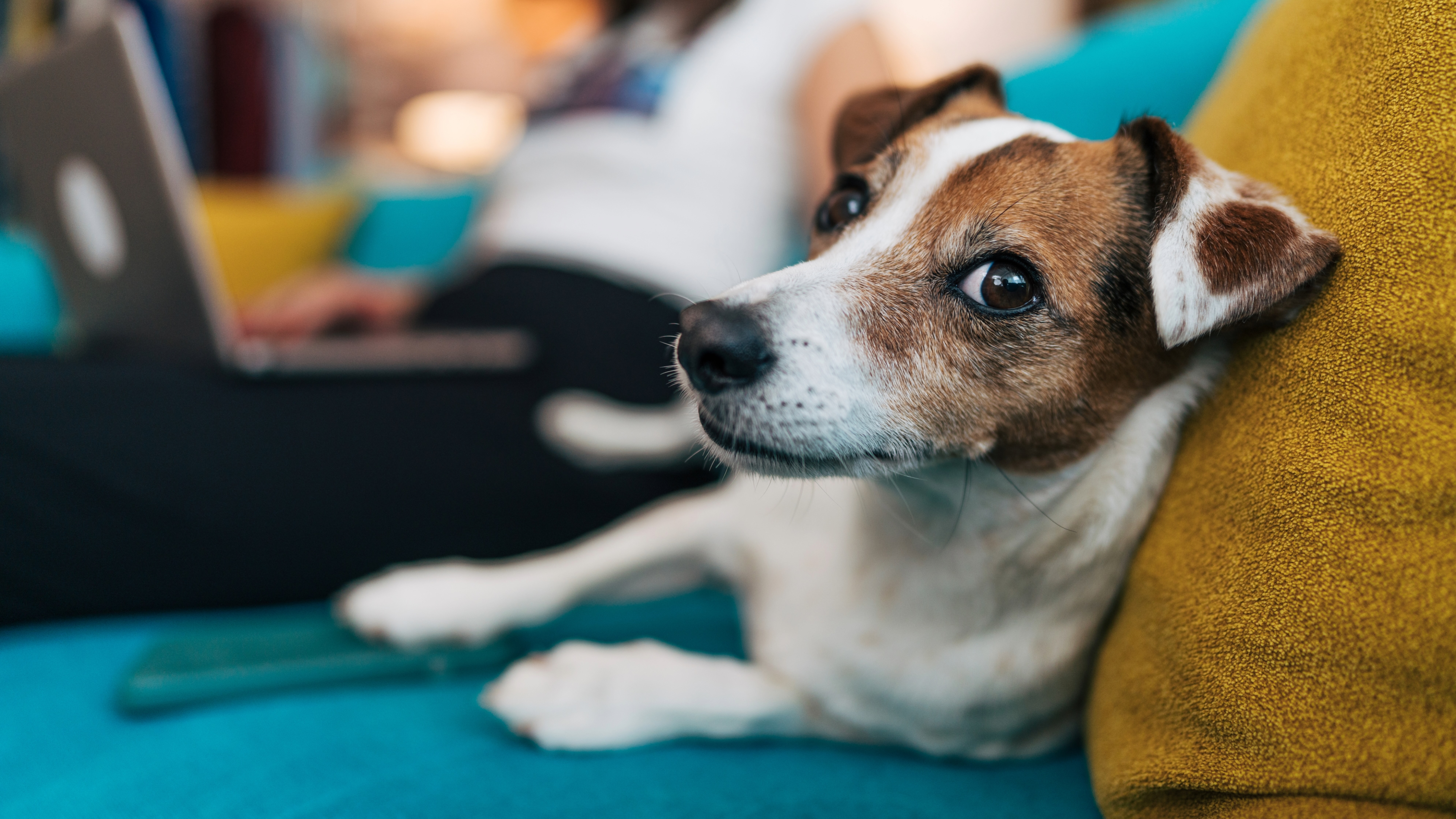 Jack Russell Terrier lying on couch