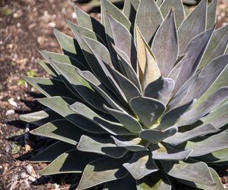 Close-up of the leaves of a 'lavender lady' mangave