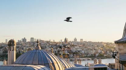 Istanbul at sunset with bird flying over rooftops