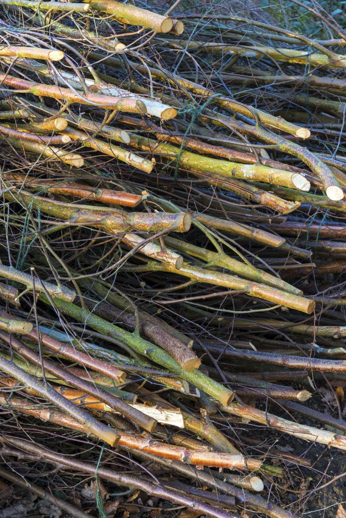 Coppiced Tree Branches