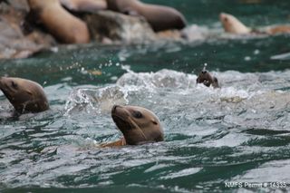 Steller sea lions