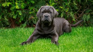 Cane corso lying on grass