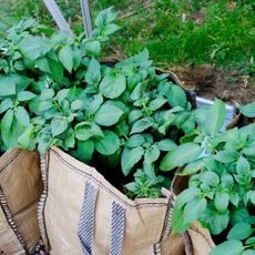 Potato plants growing in bags