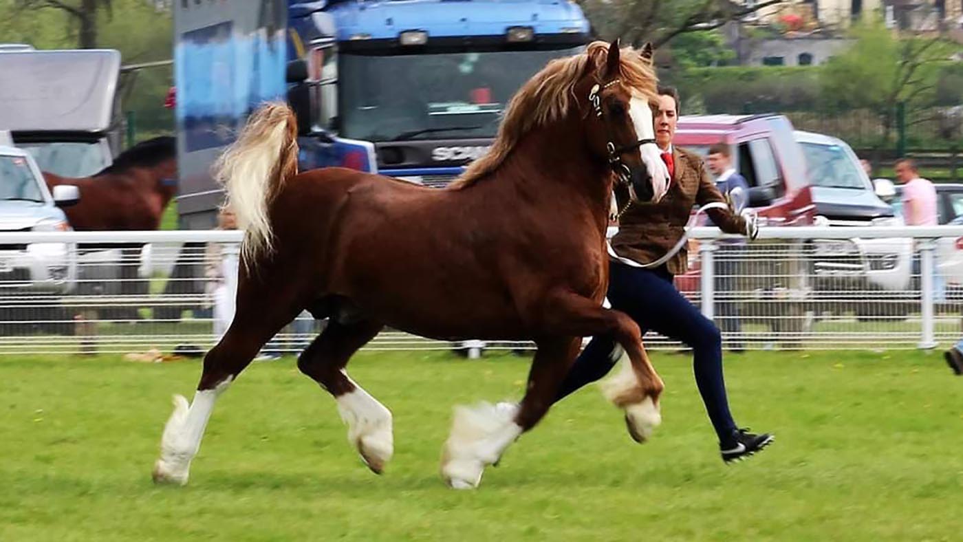 Danaway Cheyenne