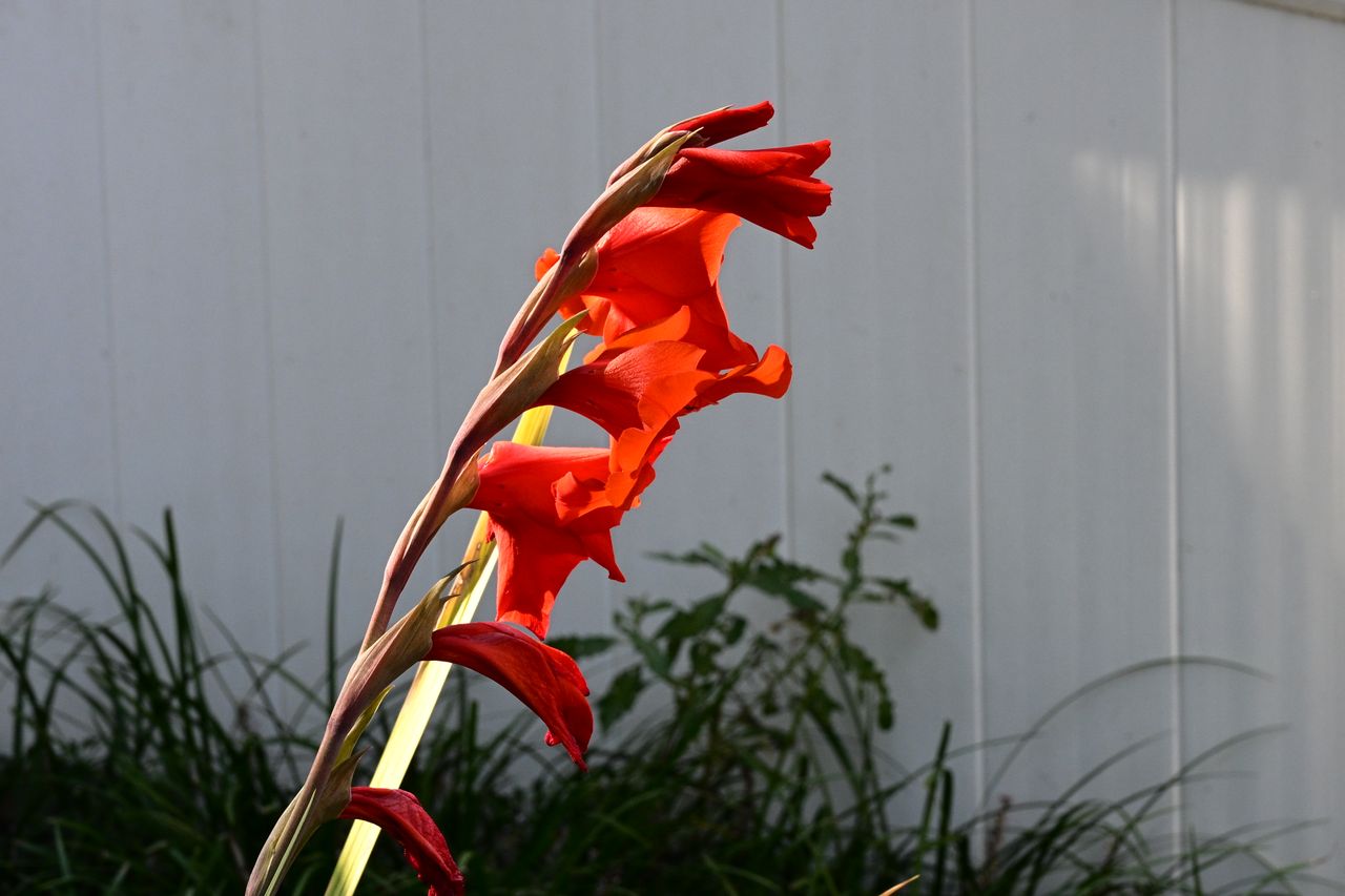A red flower shot on the Nikon Z6III