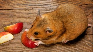 Hamster eating an apple