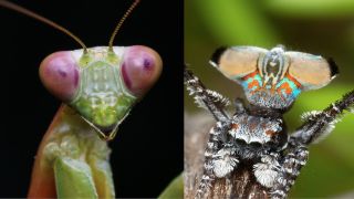 A mantis face compared to the flipped-up abdomen of Maratus aqulius, a type of peacock spider.