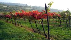 Cantina Valpolicella Negrar, Vigna autunnale