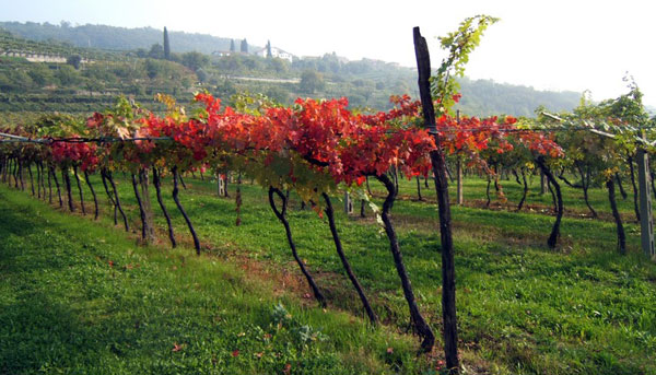Cantina Valpolicella Negrar, Vigna autunnale