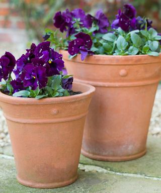terracotta pots planted with purple pansies