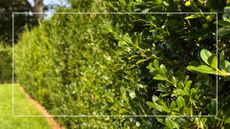 picture of garden hedge in summer