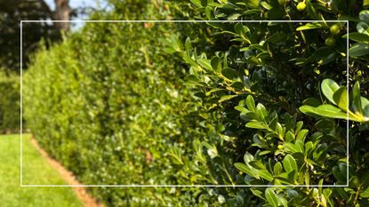 picture of garden hedge in summer