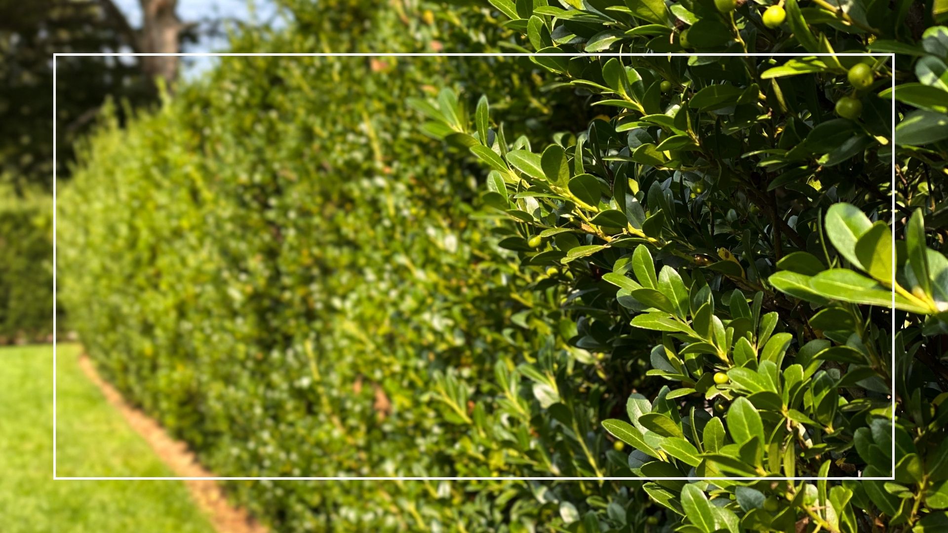 picture of garden hedge in summer 