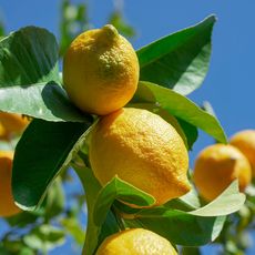 Lemons on a tree
