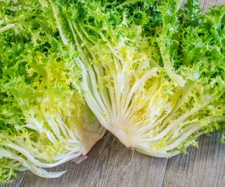 Two fresh heads of curly endive on a wooden background