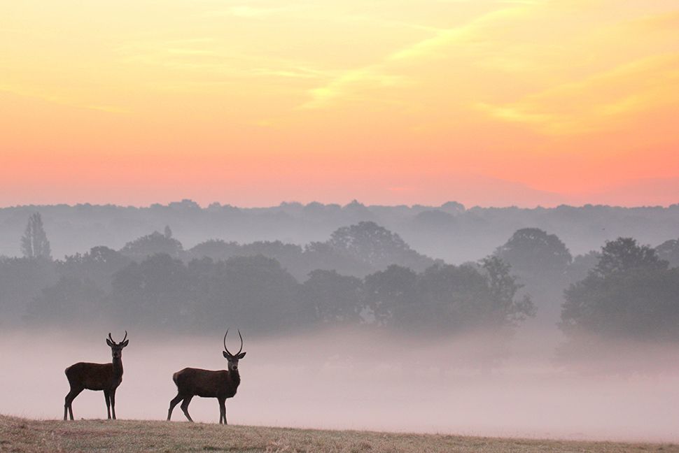 Wildlife photography by Dani Connor