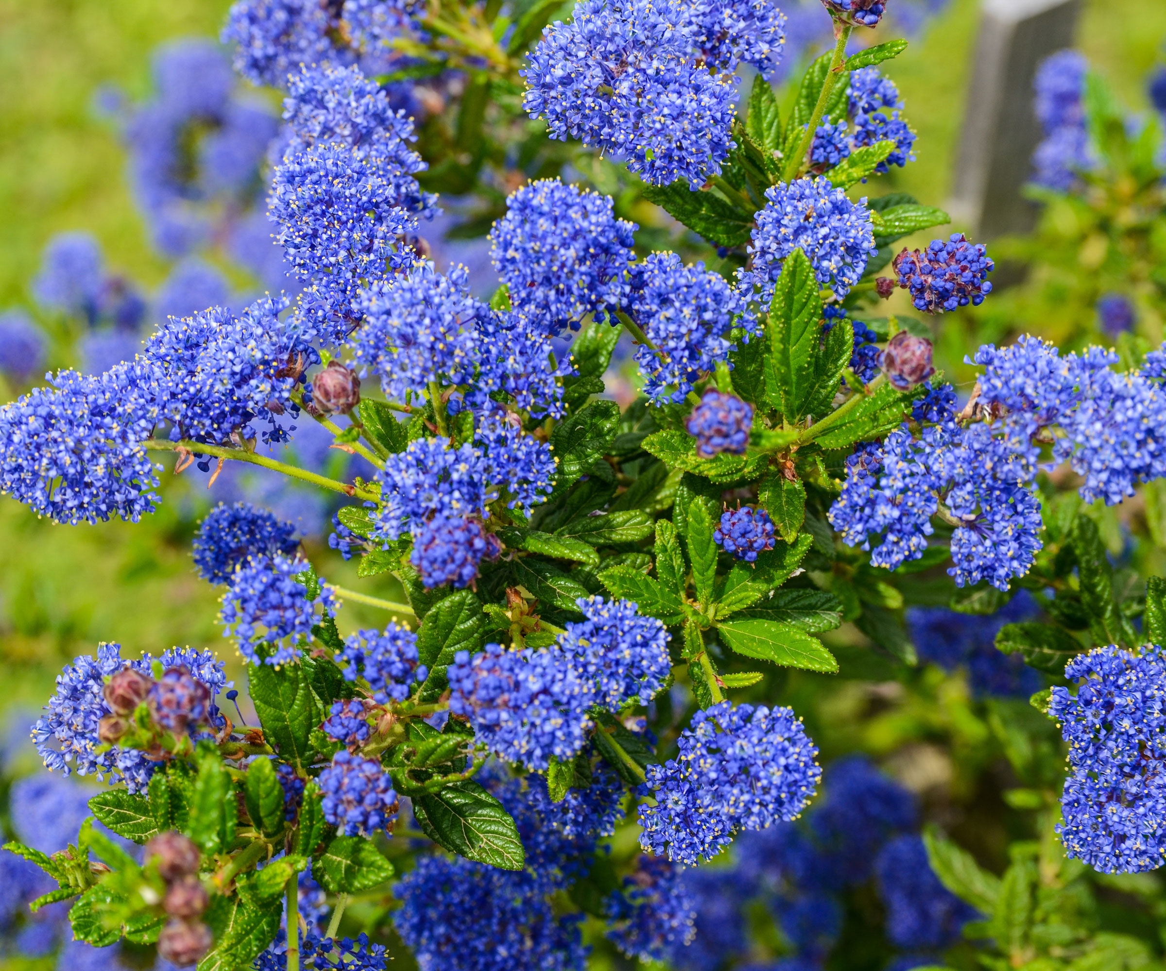 ceanothus shrub with purple blue flowers