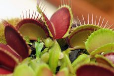 carnivorous plants