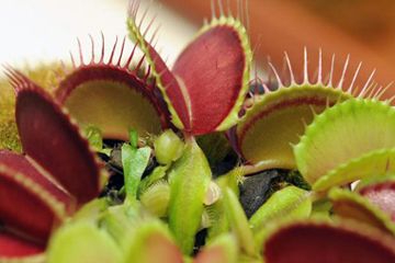 carnivorous plants