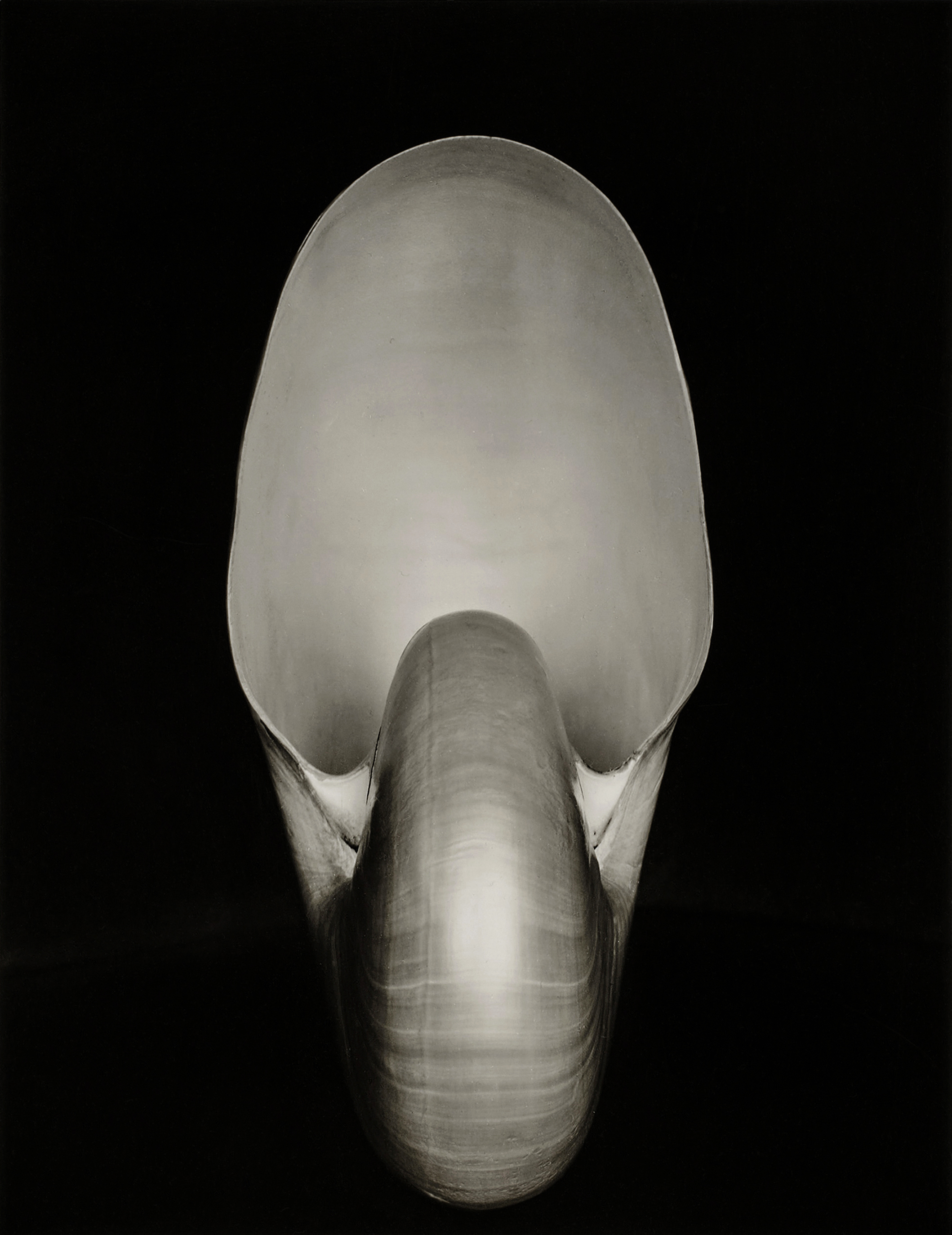 A sharp, formalist black-and-white study of a nautilus shell, emphasizing its smooth curves, luminous texture, and geometric perfection against a solid black background.