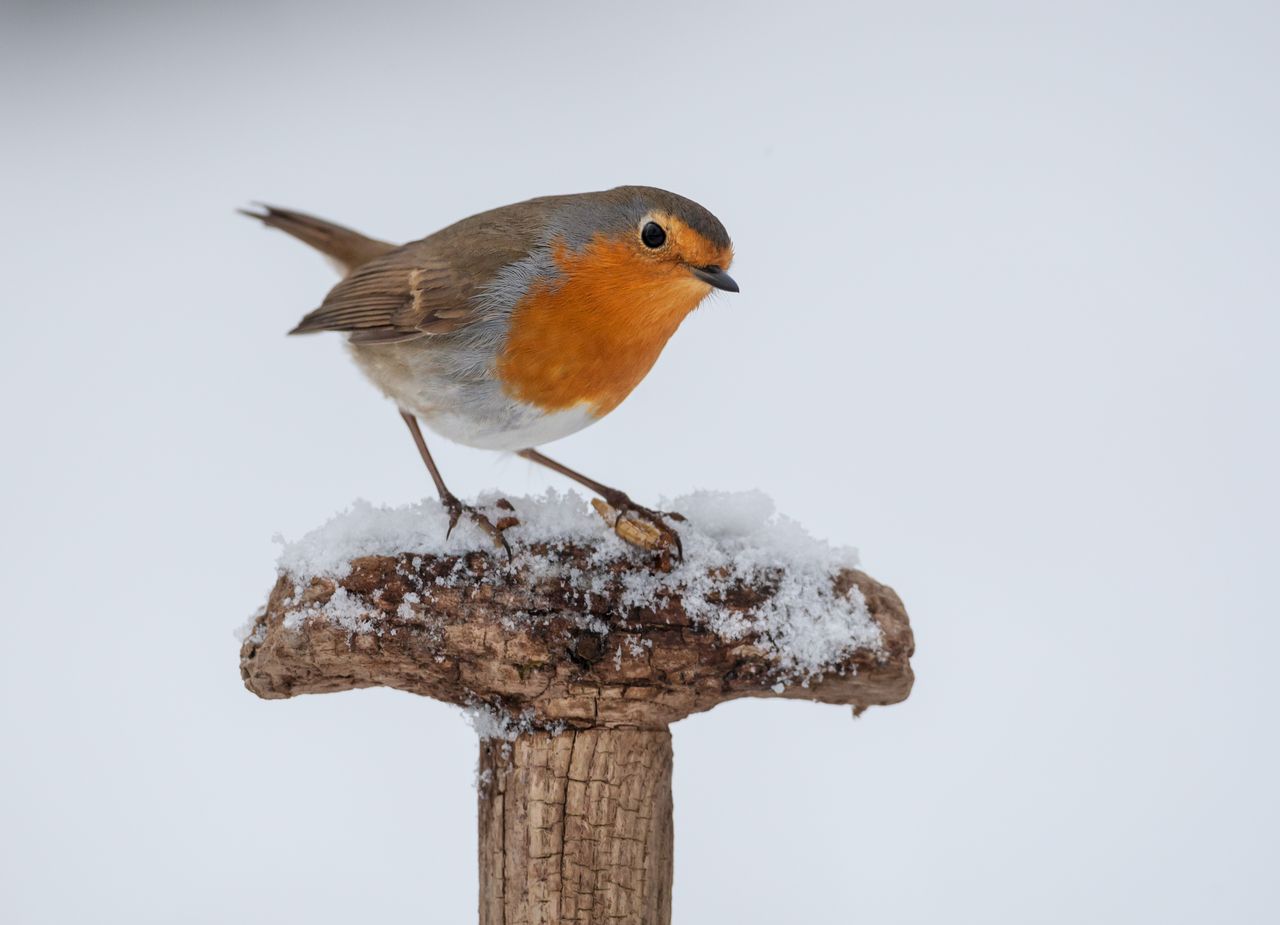 Robin bird on spade handle in snow