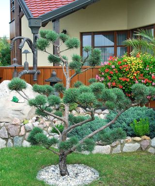 Pinus sylvestris 'Watereri' in a front yard